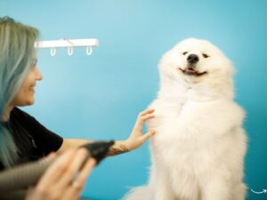 Understanding Pet Abandonment Laws: What Every Pet Owner Needs to Know